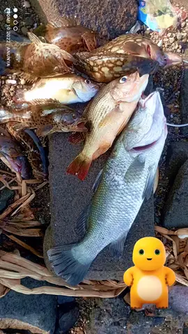 #CapCut 