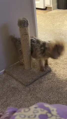 She’s a Cat dog. #yorkiesoftiktok #PetsOfTikTok 