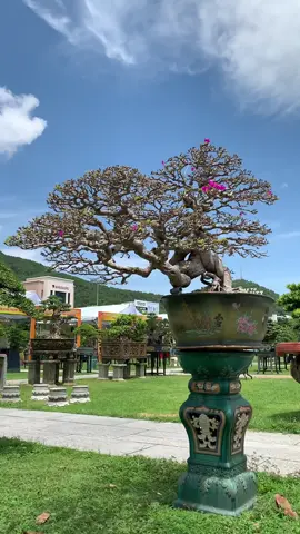 Tuyệt sắc giai nhân ❤️ ( Hoa Giấy )  #bonsai #hoagiay #bonsaitree #bonsaimini #me 