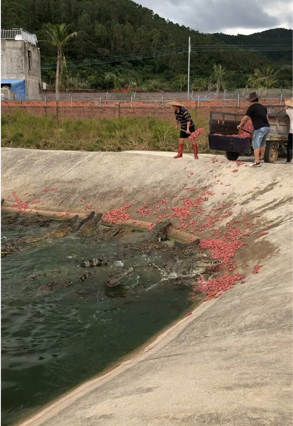 Feed the crocodile #crocodlie 