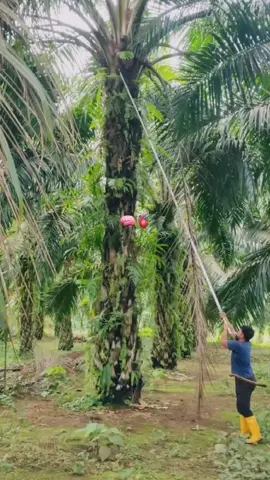 semngat #petanimuda #sawitkalimantan #storysawit #sawitontiktok 