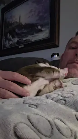 Full AKC  Health tested Facetime open 📁 pedigree , vaccine  NB Family licence breeders  Pickup option Open   ✯ Support & comment 👇  #englishbulldog #englishbulldog #bull #bulldog #englishbulldogsoftiktok 