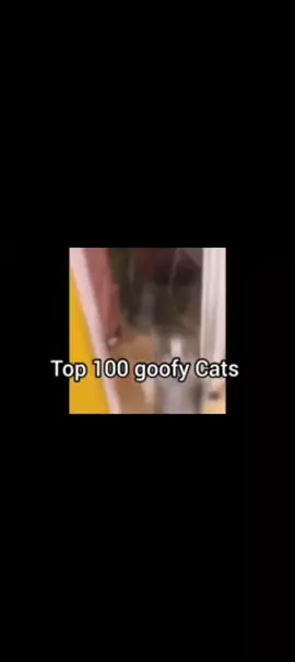 top 100 goofycats #fyppppppppppppp