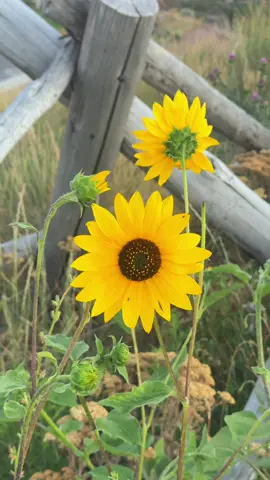 Suncrest park, Draper Utah #flowers #scenic #utah #fyp #park 