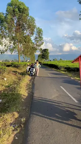 wduh bikin candu #kerinci_jambi_indonesia #kebuntehkerinci #gunungkerinci #fyp 