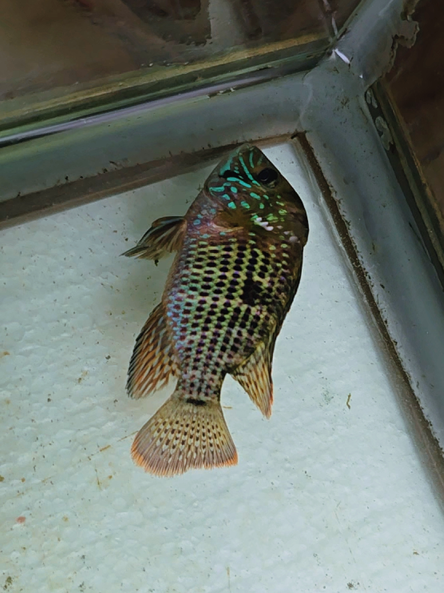 With lighting his colors are 🌈🔥 It's only going to get better...🔥🔥🔥 #greenterror #goldsaum #andinoacararivulatus #supergreenterrorfarm #supergreenterror 