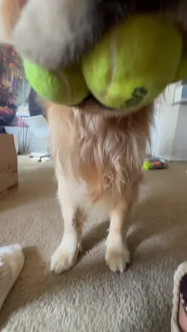 #dog #dogsoftiktok #doglover 