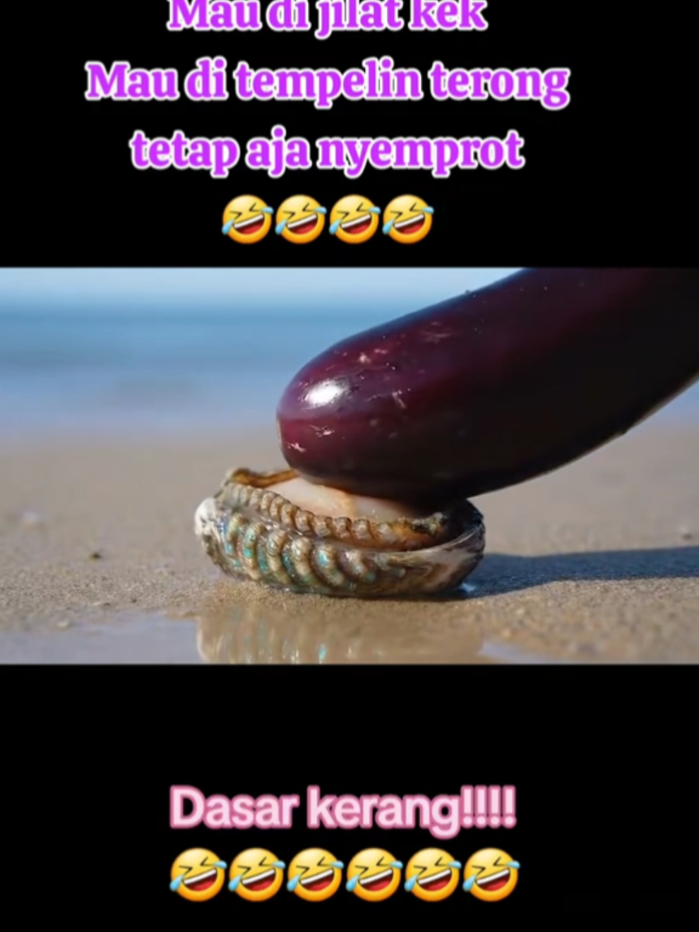 Mau di jilat, mau di tempelin terong tetap aja nyembur si kerang laut nih. #trandingvideo #weekend #funnyvideo #ichibos #foryoupage 