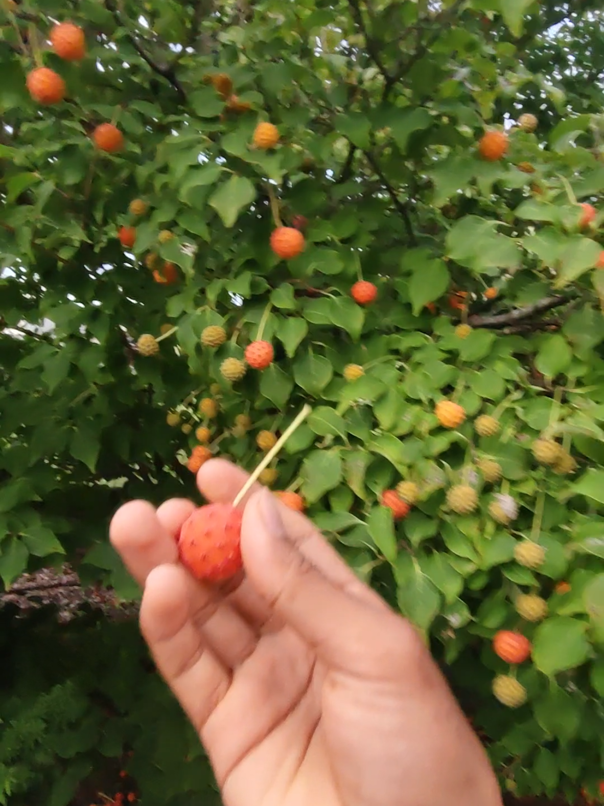 experimen makan buah aneh di Jepang 🇯🇵 #fyp  #jissusei🇯🇵🇮🇩  #jissusei🇯🇵🇮🇩  #magangjepang  #Rahmat 