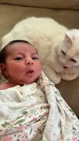 Cat’s First Reaction to a Kid #fyp #cat #cats #catlover #catsoftiktok 