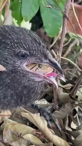 Bird eat Snake #animalslife #amazinganimalsworld 