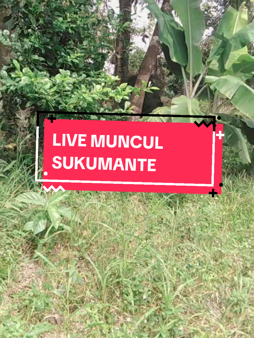 NEKAT MENCARI SUKUMANTE #tiktoklive #livehighlights 