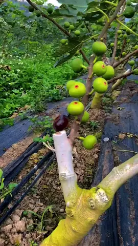 beautiful natural fruit #millionvives #billionlikes #vivesproblem #accoununprize #foryoupage❤️❤️ 