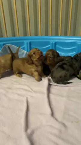 the cutest little pirannas ever  #dachshund #minidachshund #weenydog #fypシ゚viral #creatorsearchinsights 