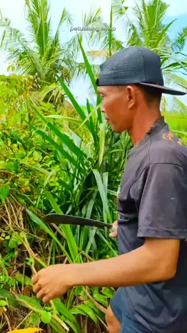 upluk upluk cemplungin 🐟🐟 #viralvideos #viraltiktok #pyfツ #pyf #mancing 