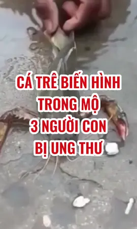CÁ TRÊ BIẾN HÌNH TRONG QUAN TÀI 3 NGƯỜI CON UNG THU #phongthuyvinhthanh #phongthuychansucophap #phongthuymo #chansucophap #thanhthaivua  