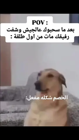 #ميمز #اصولللللللللل #fyp 