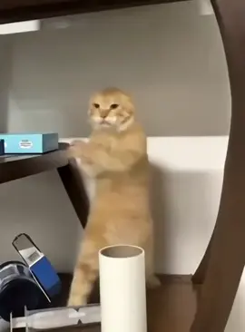 Động vật đáng yêu #xuhuong #cat #kungfu #petcute #funnyvideos 