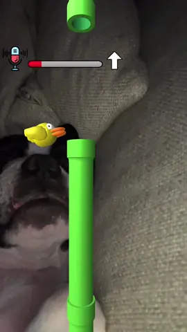 idek #bostonterrier #snoring #fyp #dog #filter