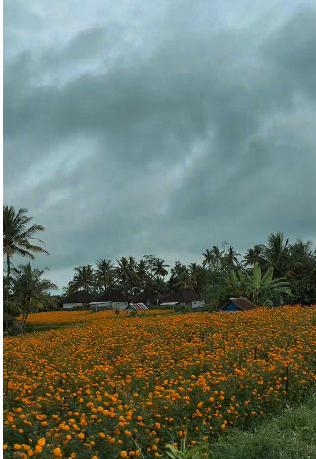 👀🌼 #bali #bangli 