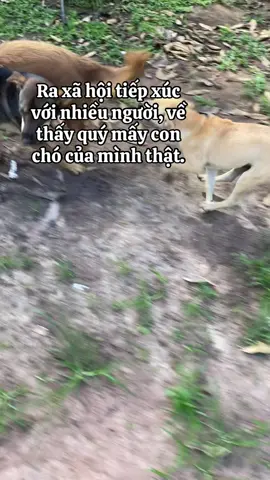 #viral #trending #meme #dog 