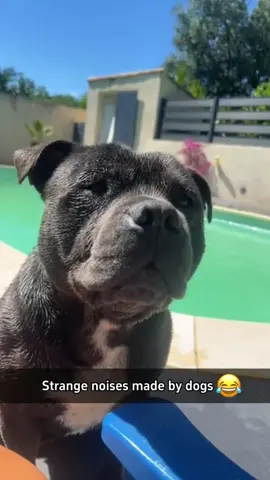 The dog made a strange sound #foryou #funnydog #dogvideo #dogsoftiktok #dog
