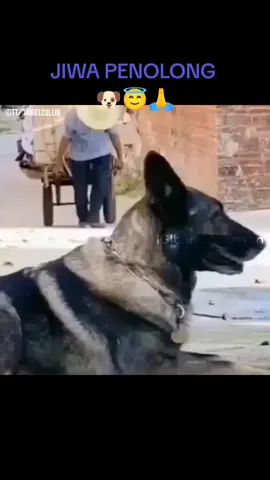 Doggy ini memiliki jiwa penolong yg sangat mulia sekali bukan hanya pada binatang bahkan manusia pun ditolong juga.#minangtiktok #helping #help #humanity #dogsoftiktok #dog #fyp 