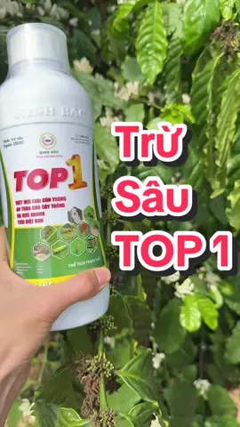 Trừ sâu TOP 1, diệt sạch sâu hại,rệp sáp, rầy rệp, sâu bọ, côn trùng, cho cây cà phê đạt hiệu quả cao