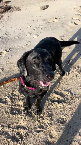 What are we going to do today? 🔥🔥🔥🔥🔥🔥 #PLDTHomeFiberFest #labrador #dog #hundeliebe #hund 