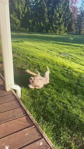 Running Dog 🐶😂😂#dog #funnydog #funnyvideos #funnyanimals #dogsoftiktok 