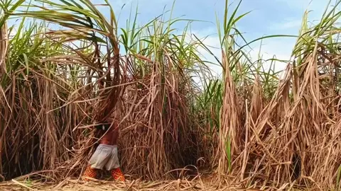 lungaku ora bakalan cidro dek🤭🫣 #fypシ゚viral🖤tiktok #masukberandafyp #pejuangtangguh💪 #pejuangrupiah #fyppppppppppppppppppppppp 