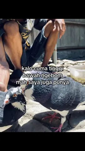 #teamatlassemarang #fypage #mhvudbf #hobimerpati🕊️🕊️ #merpatilosdor 