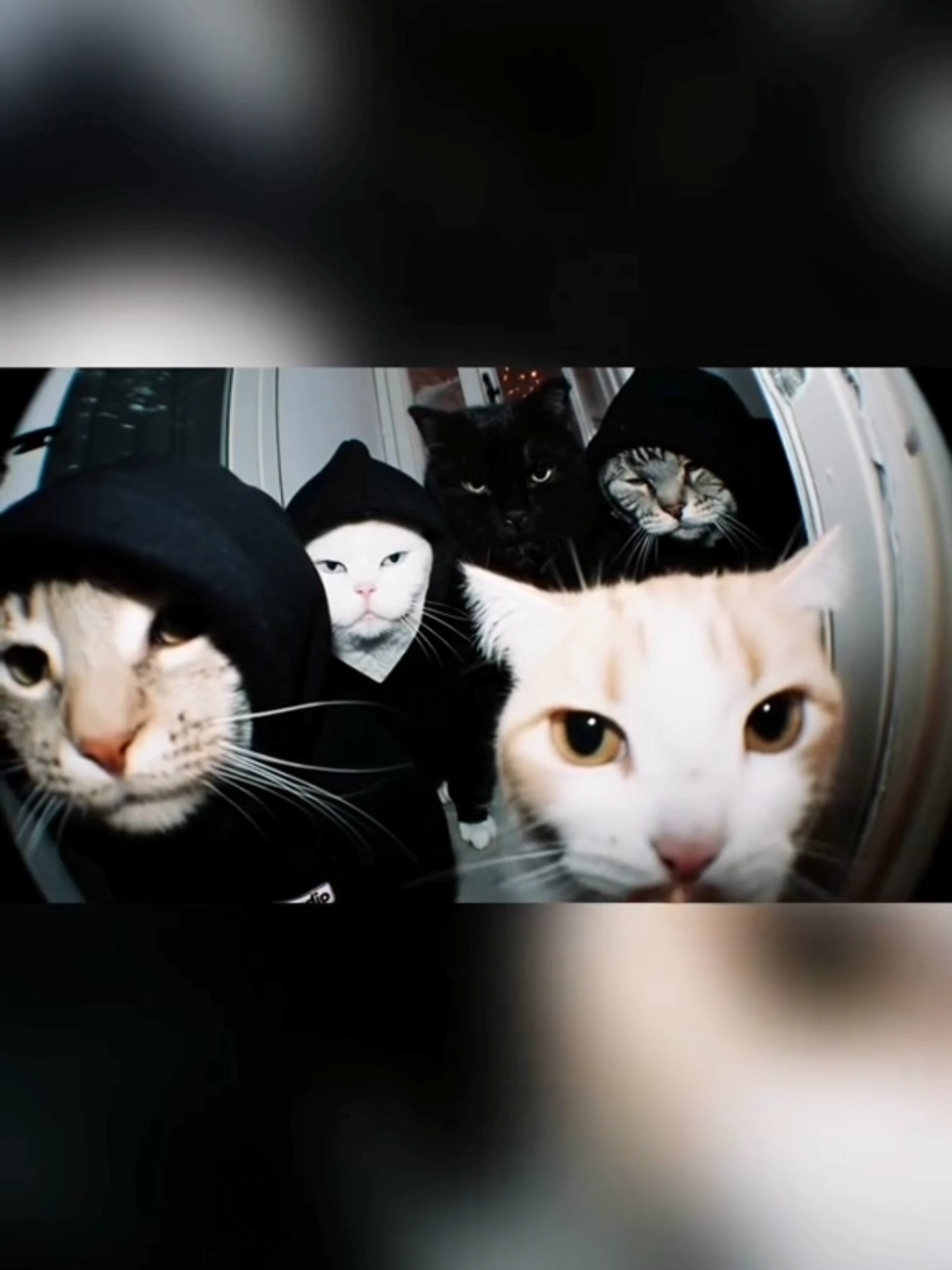 #cat #cute #catvideo #cutecat #funny 