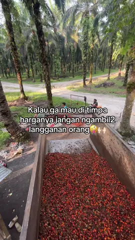 Katanya soal gengsi aja bisa ku ambil 5000🤪🤣 #fyp #xyzbca #fyppppppppppppppppppppppp #masukberanda #kulii #brondolanbalap #brondolansawet #kulisawit #kurmariau  @ArtisToba  @bangdenn @Khairil @arief tolle @Rahman nst @sahyoza_ke2🀄️ @Yosyleboy @Popay 