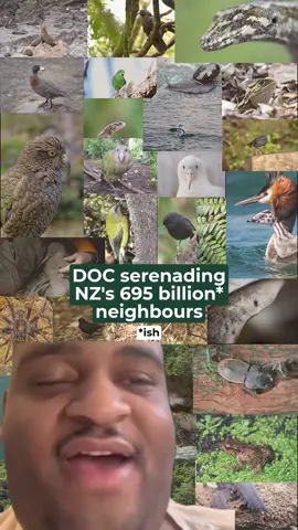 Welcome to the population, friends. 🇳🇿💚 How are you welcoming your nature neighbours? New Zealand. Population 695 billion (ish). #AlwaysBeNaturing #fyp #conservationtok #naturetok #wildlifeconservation