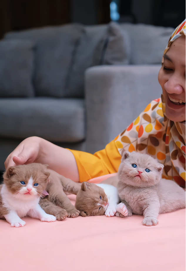 I love youuu bocah2ku 😘 . #kitten #britishshorthair #kucingbsh #cutecats #romantis 