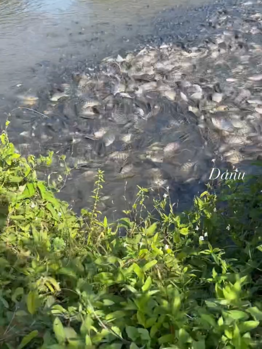 Danau Rawapening terletak di cekungan terendah lereng Gunung Merbabu, Gunung Telomoyo, dan Gunung Ungaran. Danau ini menjadi hulu Sungai Tuntang. Terlepas dari urusan mancing, Ardi dan Mastur punya kecemasan yang sama. Yakni, luas danau menyusut akibat sedimentasi atau pendangkalan gara-gara eceng gondok. Gulma bersifat invasif ini muncul sejak puluhan tahun silam, tetapi belum sepenuhnya bisa dibersihkan. Ada sekitar 15 jenis ikan yang hidup di danau seluas 2.670 hektare itu. Jenis ikannya antara lain nila, mujair, gabus atau dhelek, lobster air tawar, dan bawal. Ada pula sepat rawa, sepat siam, lele, dan wader. Para pemancing paling senang jika mendapatkan ikan nila karena harganya cukup tinggi, sedap digoreng dan dibakar. Harga nila segar Rp 35 ribu per kilogram. #ikan #rawa #mancing #videoviral #creatorsearchinsights 