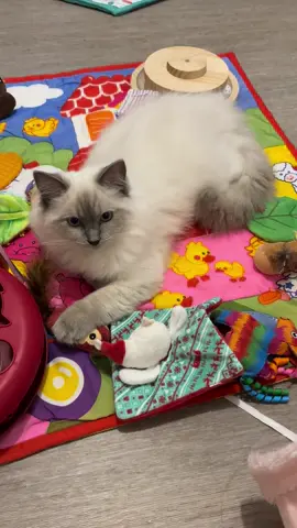 chalut la compagnie je suis aux pays des jouet #chat #chatauxyeuxbleus #petinfluencer #chatinfluence #chatinfluenceur  