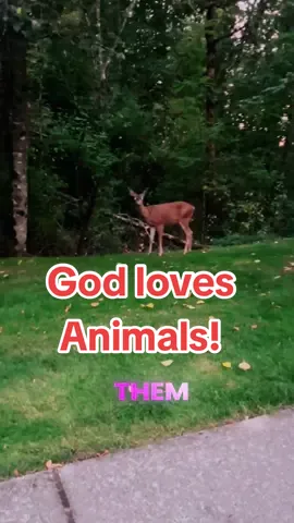 God loves animals! #DogNails #DogProblems #PetParentLife #DogComedy #FunnyDogs     