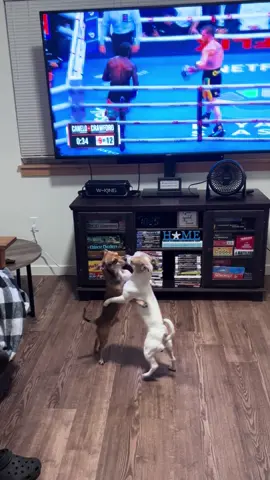My baby boiis fighting was more entertaining than the main event 😤 🤣 #VIVAMEXICOCABRONES