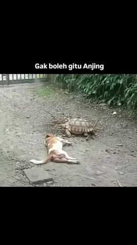 si anjing memang😭 #kocak #lucu #ngakak #bahagiaitusederhana #anjinglucu 