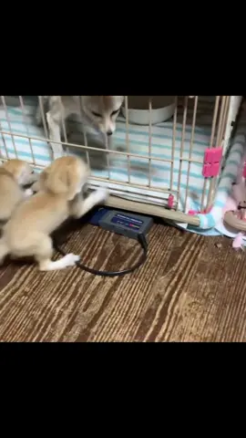 A clan of pet fennec foxes, including puppies, moms, and siblings, interacts through playful wrestling, grooming, and vocalizing, strengthening bonds with affectionate, social behaviors in a shared, cozy environment. The fennec is a tiny desert fox found only in Algeria 🇩🇿. With its huge ears, it hears prey underground, survives the Sahara’s heat, and stays playful yet wild. #FennecFox #OnlyInAlgeria #WildAndAdorableUSA  #SaharaStar #fyp 
