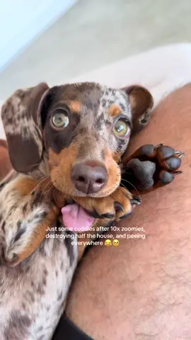 My parents always forgive me 😌🐾❤️ #dachshund #dachshundpuppy #dogsoftiktok #dog #dogtok 