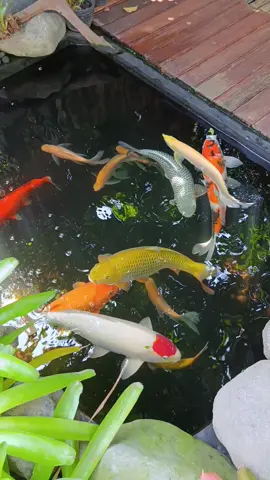 happy sunday tmn2 slm kenal dr koi yg tinggal di depok😁 lg ngidam kohaku nih#koi#kolamkoi #koipond #kolamkoiminimalis#ikankoi 