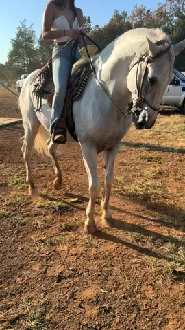 Ese mi cartier hermoso #mujeresacaballo #caballosbailadores🍀🐴🍎 #caballosespañoles 