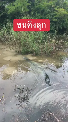#ขนคิงลุก #สาธุ #ขึ้นฟีดเถอะ #มือใหม่tiktok 