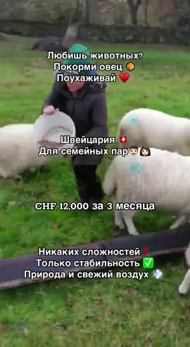 #вакансии#работавевропе#ферма#овец#трудоустройство