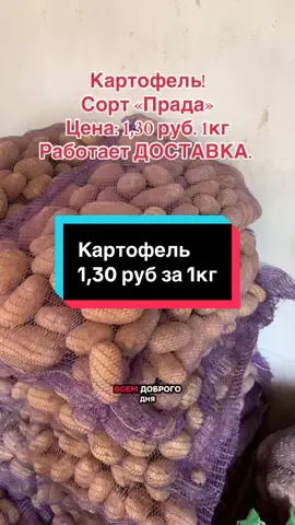 Картофель! Сорт «Прада» Цена: 1,30 руб. 1кг Работает ДОСТАВКА. #могилев #беларусь #картофель #картофельсдоставкой #своякартошка 
