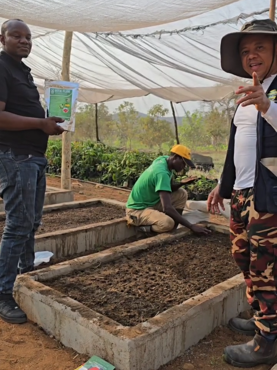 - QUER PRODUZIR TOMATE EM TEMPO DE CHUVA COM MUITA QUALIDADE? - QUER CONHECER A EMPRESA QUE VENDE AS MELHORES SEMENTES HÍBRIDAS DE ANGOLA RESISTENTES ÀS CHUVAS? - QUER SABER COMO SEMEAR TOMATE E QUE CUIDADOS DEVE TER ANTES DA TRANSPLANTAÇÃO? - QUER VENDER A CAIXA DE TOMATE A MAIS DE 25 MIL NO TEMPO DE CHUVAS? ESSAS QUESTÕES FORAM RESPONDIDAS NESSE VÍDEO. ASSISTA-O ATÉ AO FINAL. OBS: A LOCALIZAÇÃO DA LOJA E O CONTACTO DE TELEFONE FORAM MENCIONADOS PELO SR. ANTONIEL NESSE VÍDEO.