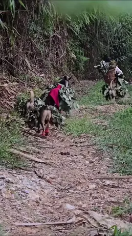 #Eps005  Vietnamese girl with dog and goat goes into the forest to pick wild vegetables to sell for a living #hathimuon #harvest #livewhitnature